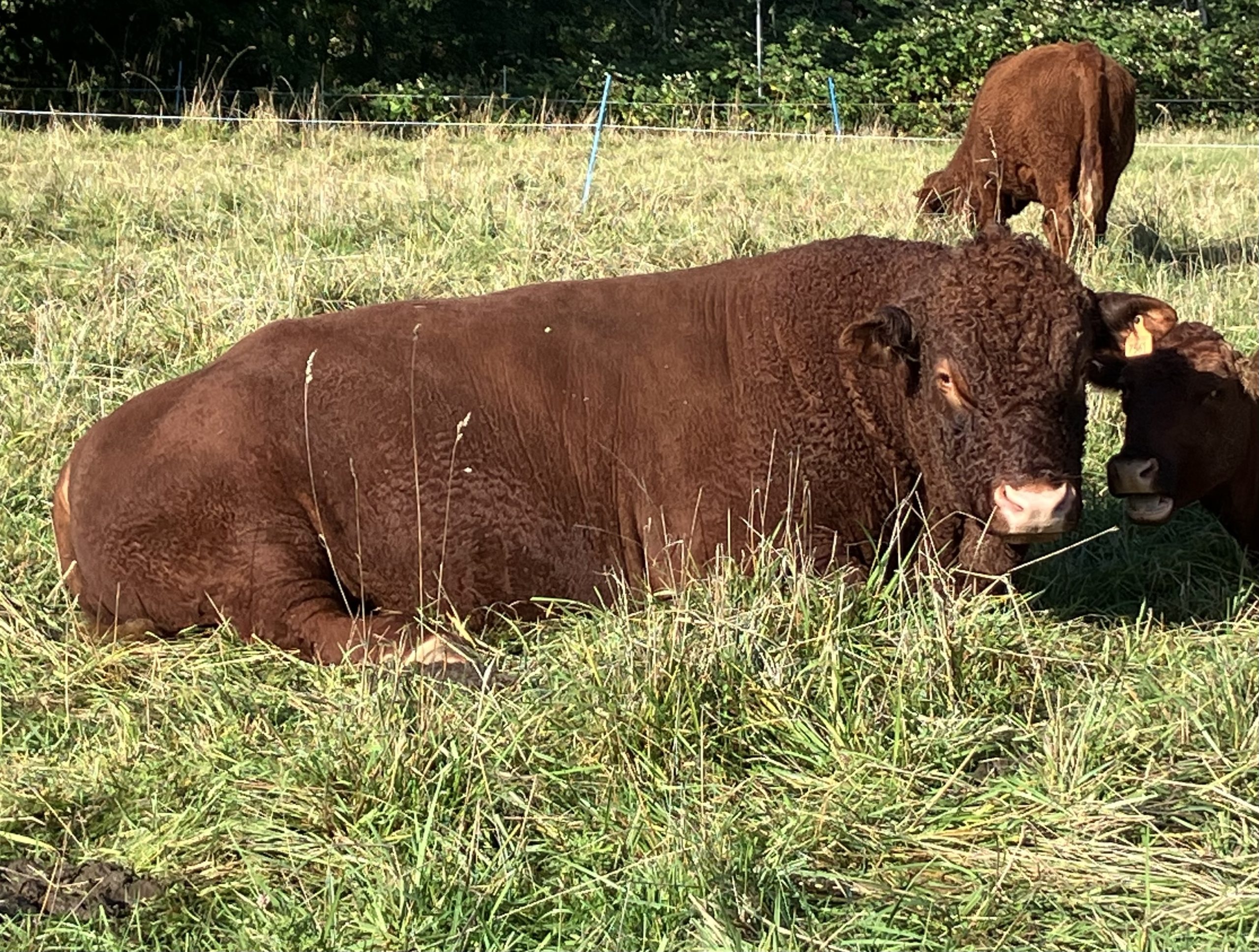 Bull