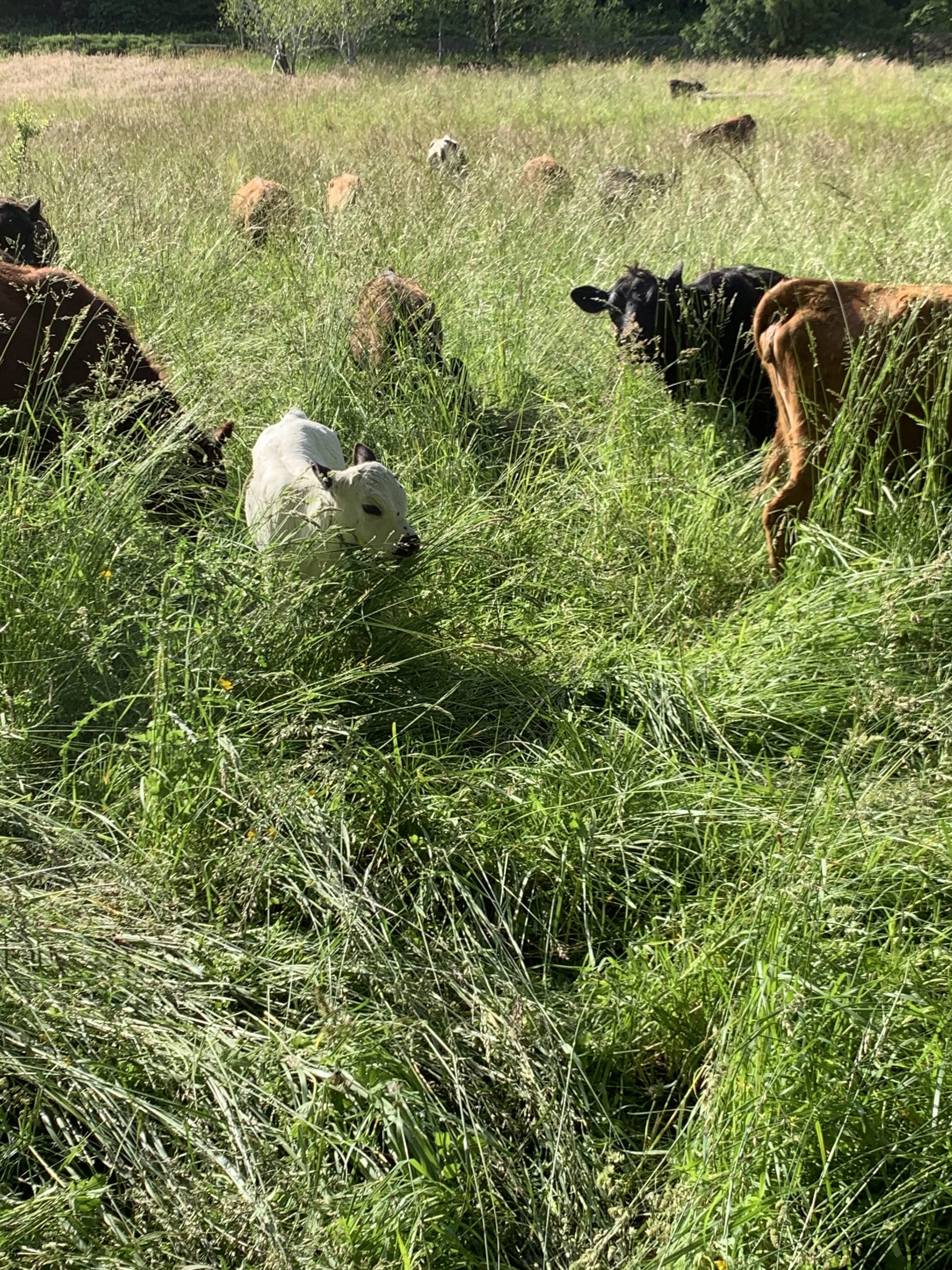 Cattle in Grass