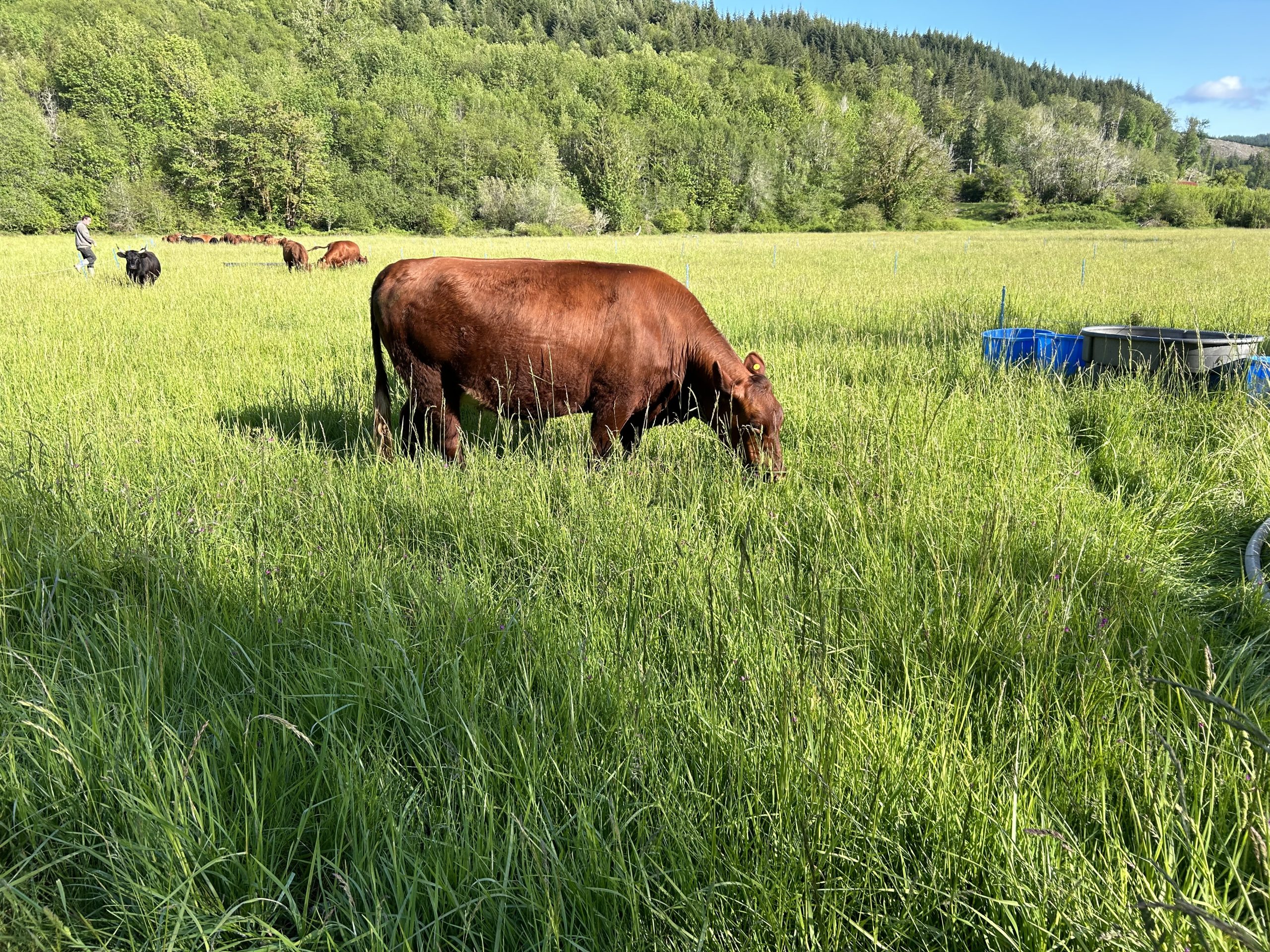 Rotationally grazed cattle grazing in the field at Wilderness Family Farms