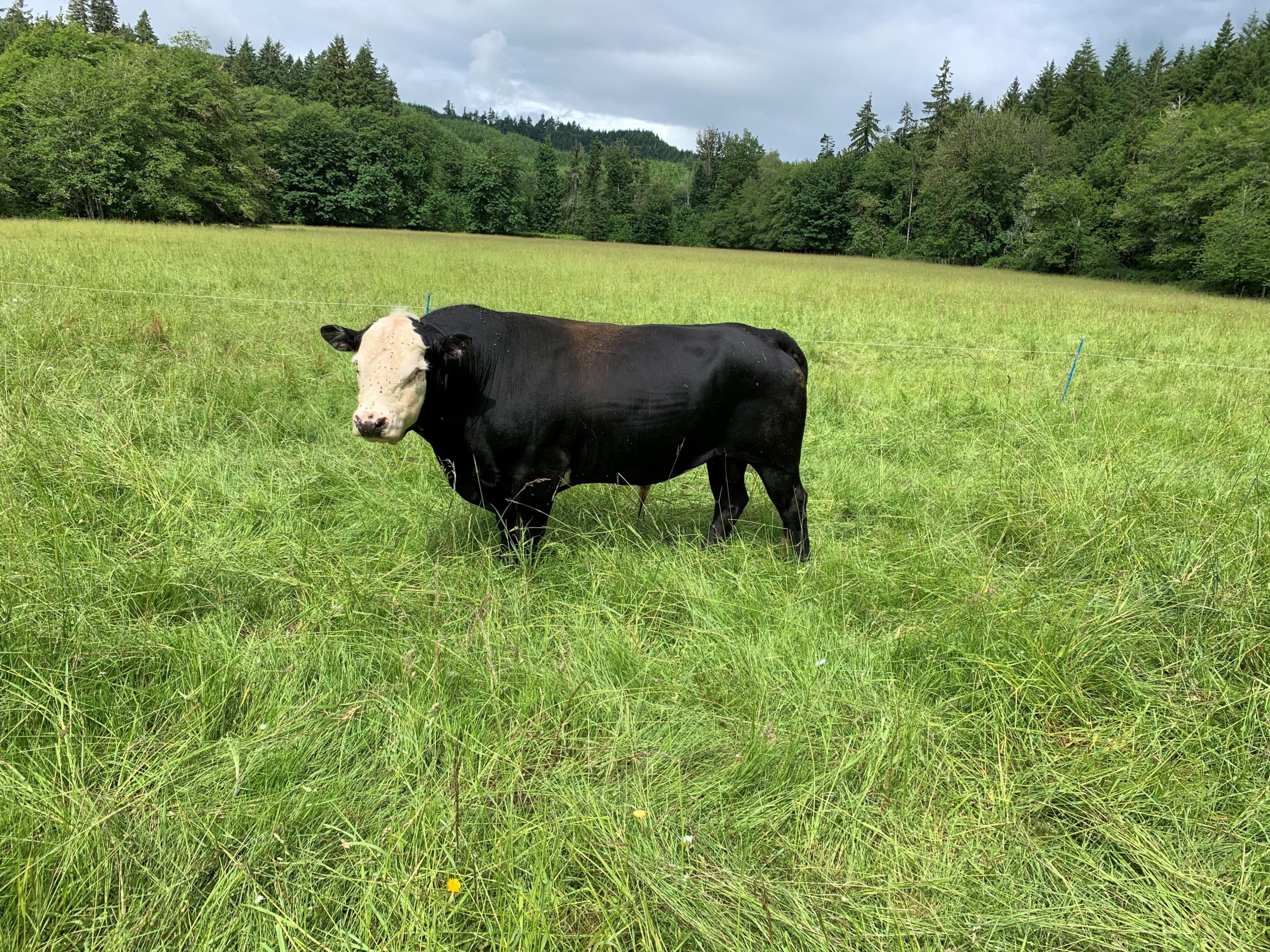 Joey the bull