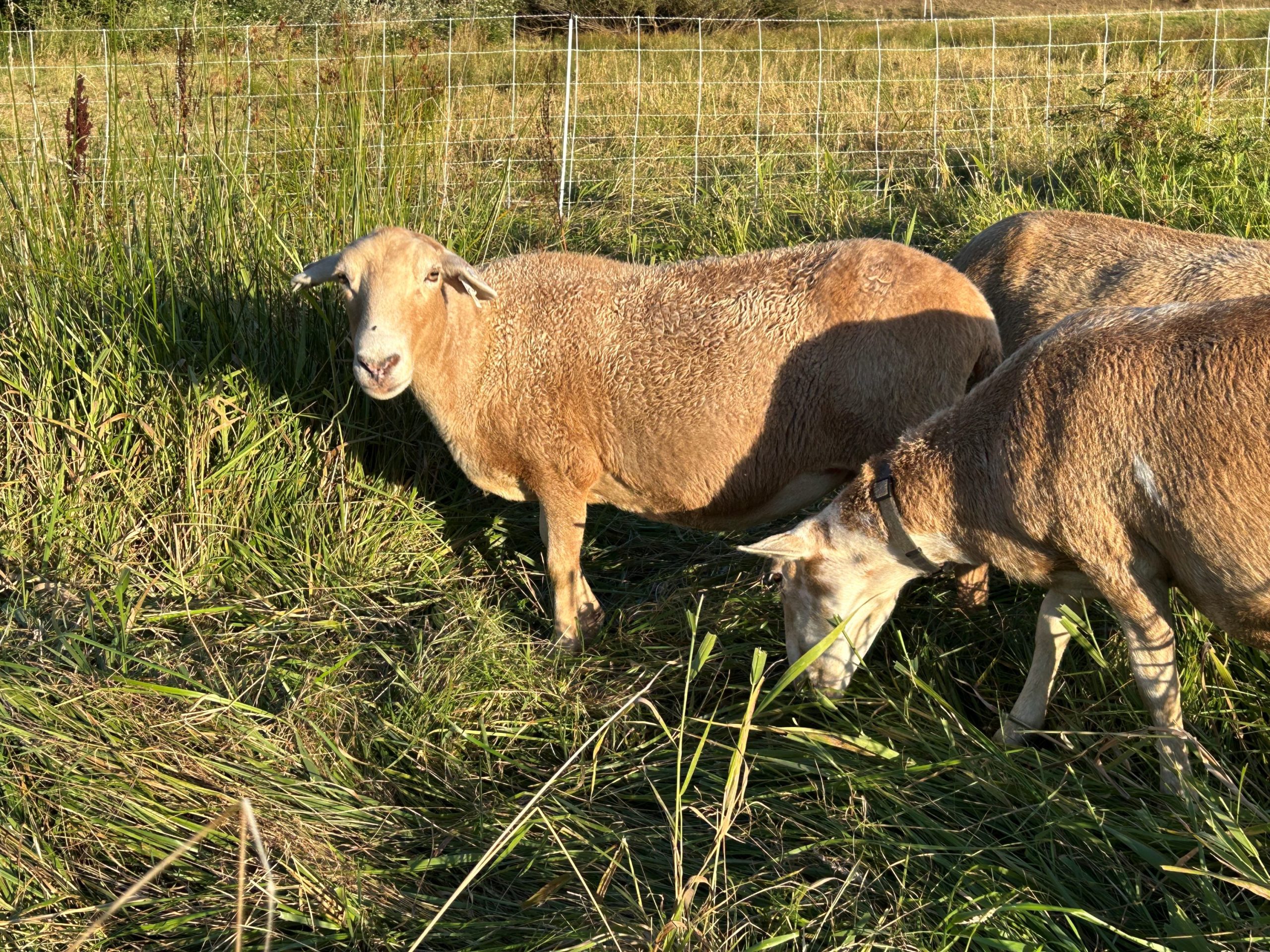 Sheep rotational