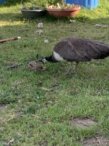 pen hen and chicks