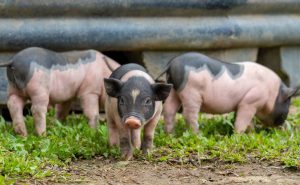 pigs for sale