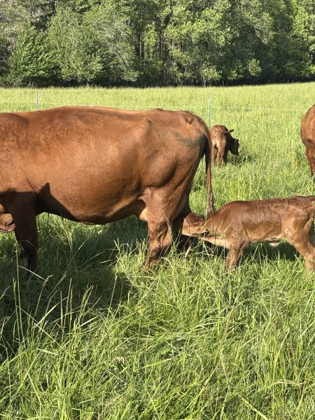 Calf nursing