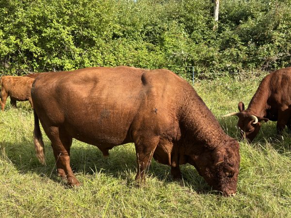 Herd Bull Red Devon "Buffalo Bill"