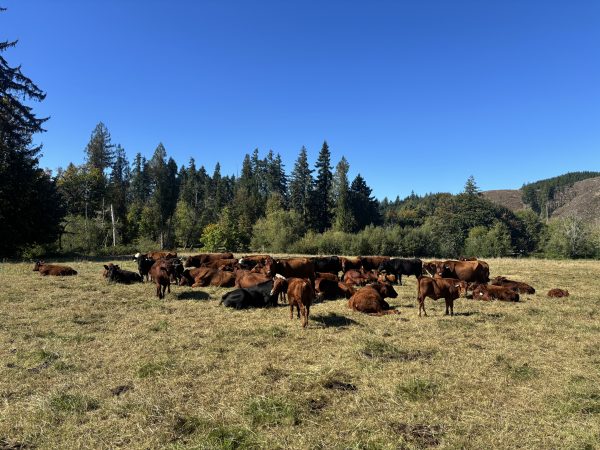 Cows at rest in paddock