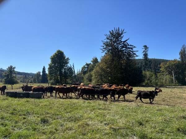 Cows anxious for paddock move