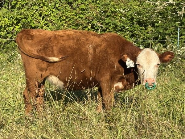 Yearling Red Devon Hereford cross