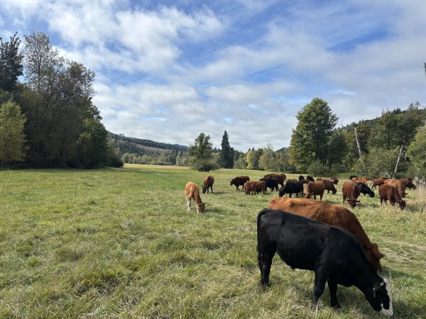 Cows in new paddock rotation