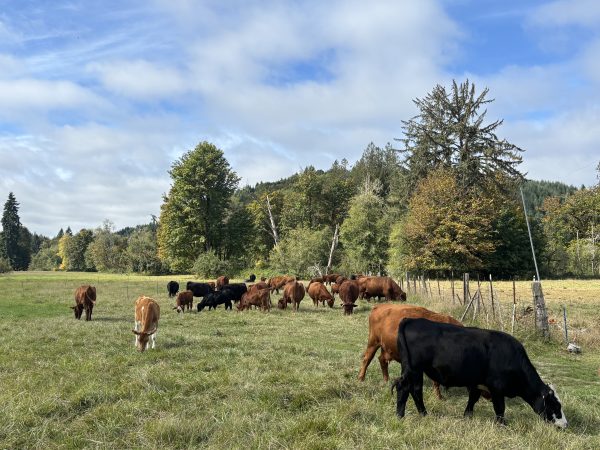 Cows in polywire paddock, mixed fencing
