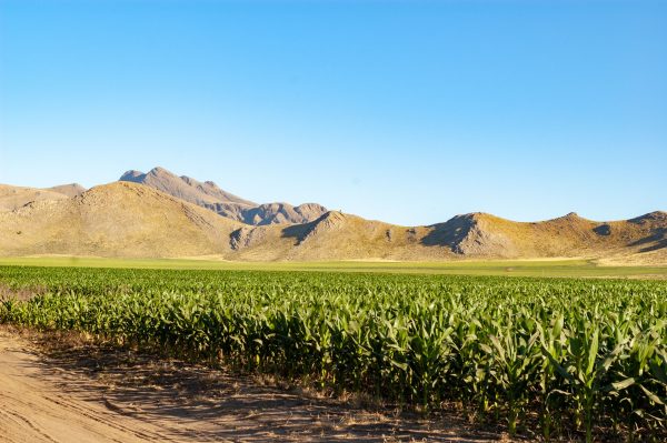 A vibrant cornfield thrives under a clear blue sky with mountain ranges in the background.