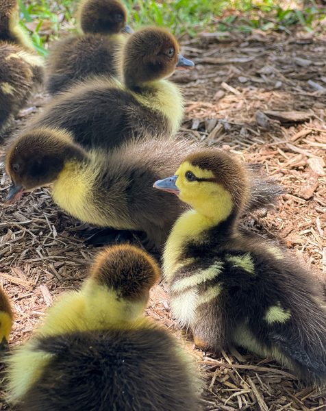 Close-up of fluffy ducklings exploring outdoors, showcasing their cute and curious nature.